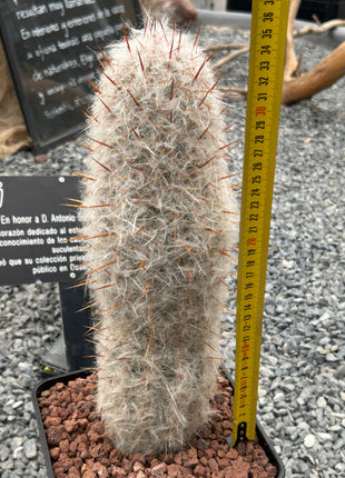 Oreocereus celsianus