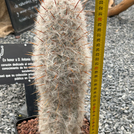 Oreocereus celsianus