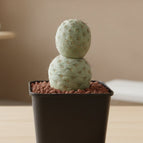 2 / Tephrocactus geometricus