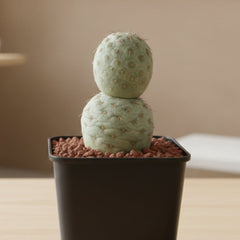 Collection image for: Cactáceas