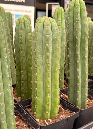 Cactus ‘Nadir’