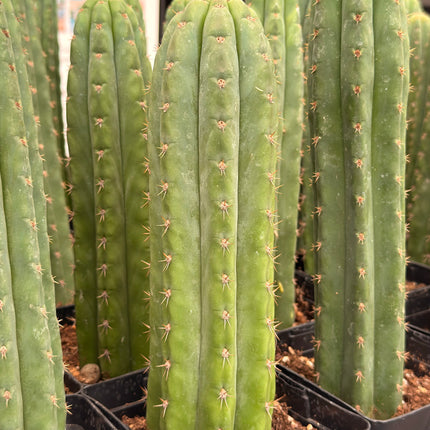 Cactus ‘Nadir’