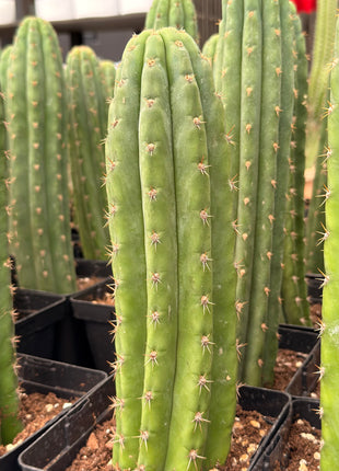 Cactus ‘Nadir’