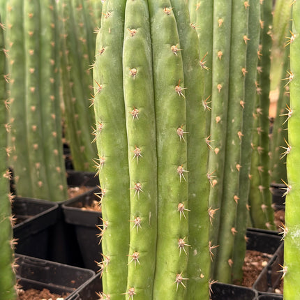 Cactus ‘Nadir’