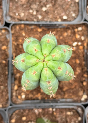 Cactus ‘Nadir’