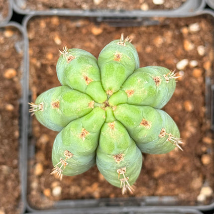 Cactus ‘Nadir’