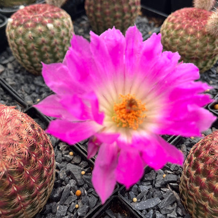 Pareja Cactus “Barbie” y “Ken”