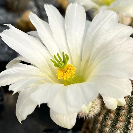 Pareja Cactus “Barbie” y “Ken”