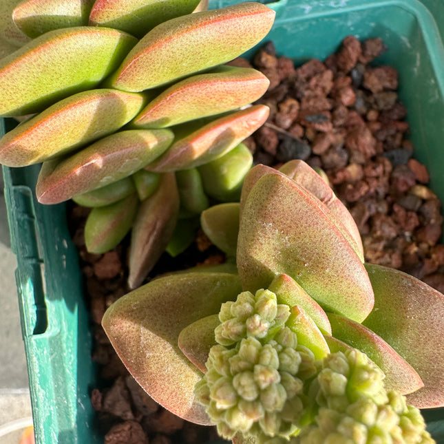 Crassula perfoliata var. coccinea | Crásula escarlata