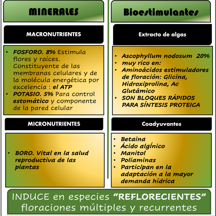 Desert CHOICE® Blüte. 250 ml 