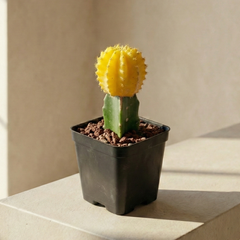 Collection image for: GYMNOCALYCIUM