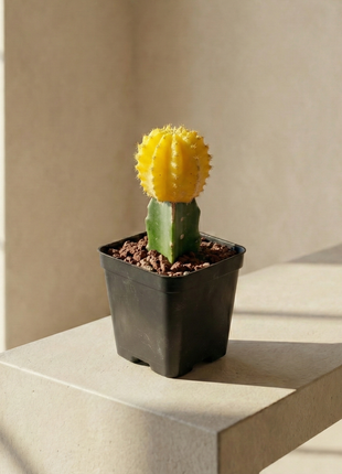 Grafted Gymnocalycium mihanovichii