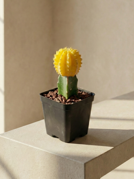 Gymnocalycium mihanovichii injertado