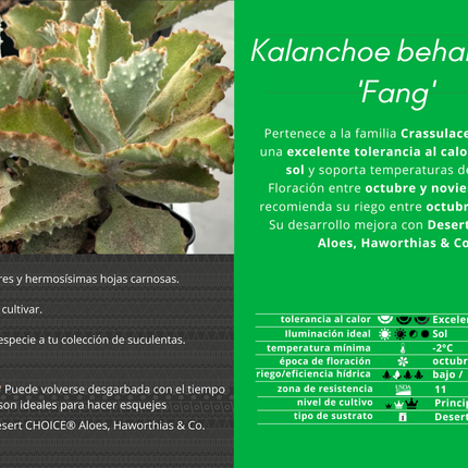 Kalanchoe behariensis 'Fang'