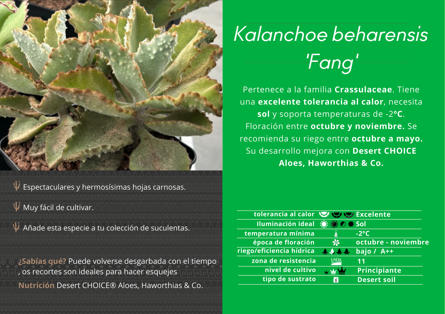 Kalanchoe behariensis ‘Fang’