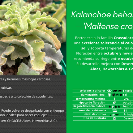 Kalanchoe ‘Maltese Cross’