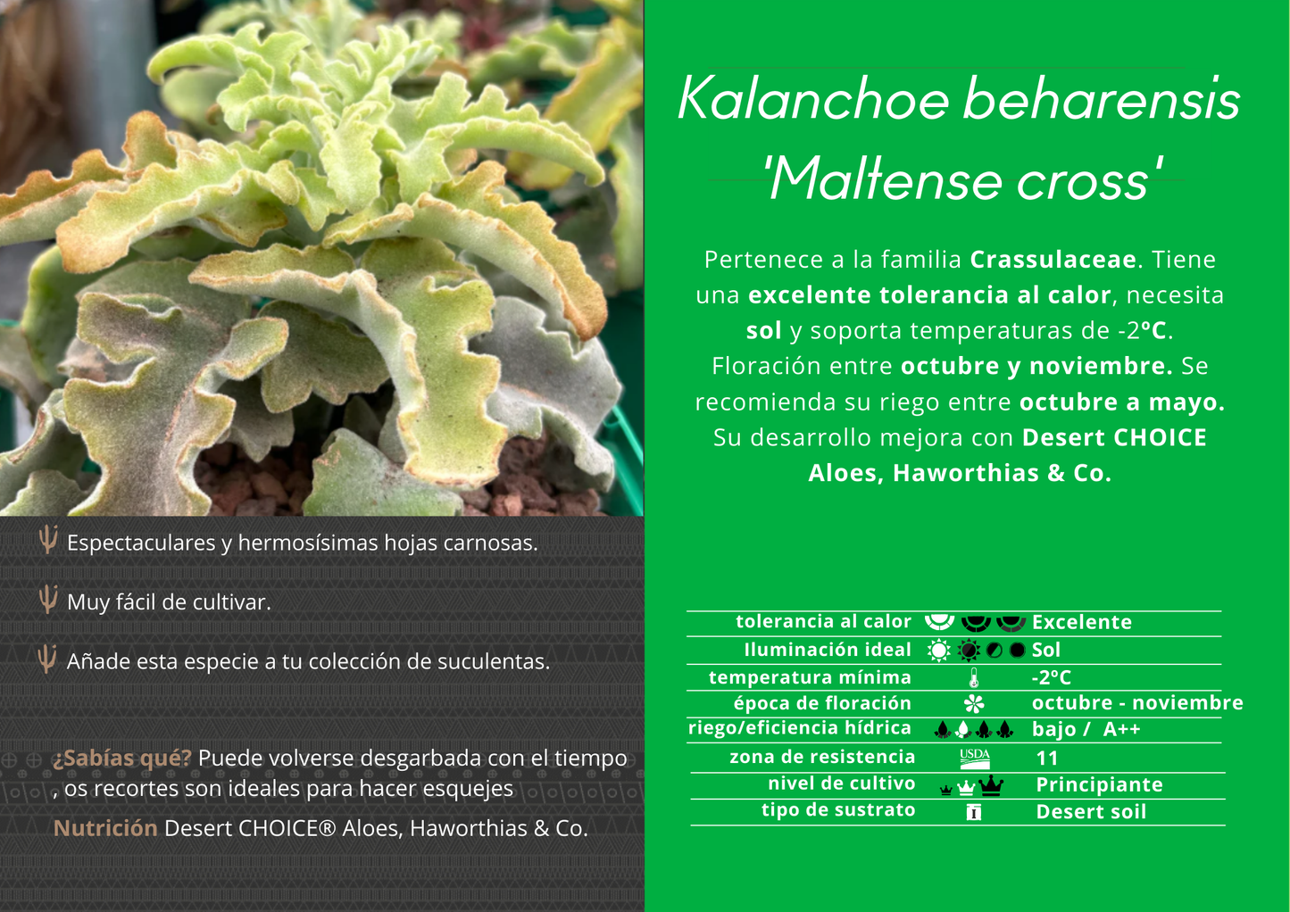 Kalanchoe ‘Maltese Cross’