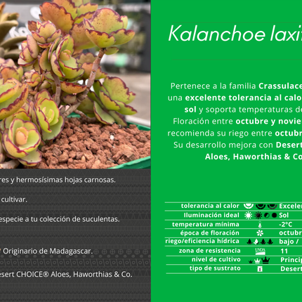 Kalanchoe laxiflora