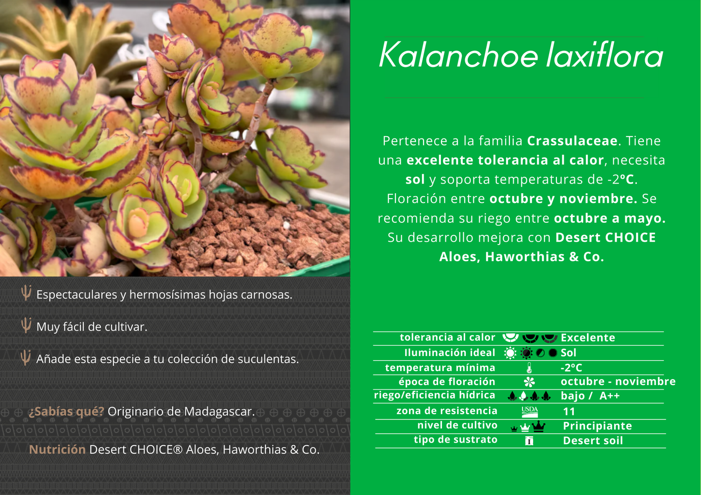 Kalanchoe laxiflora