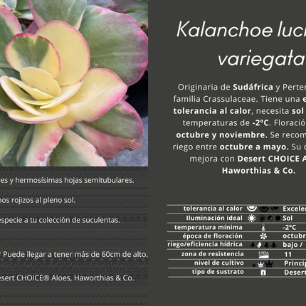 Kalanchoe luciae f variegada