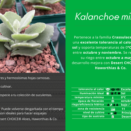 Kalanchoe millotii
