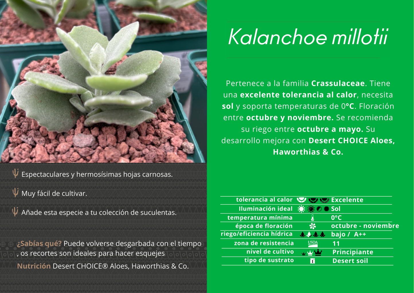 kalanchoe millotii