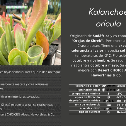 Kalanchoe oricula