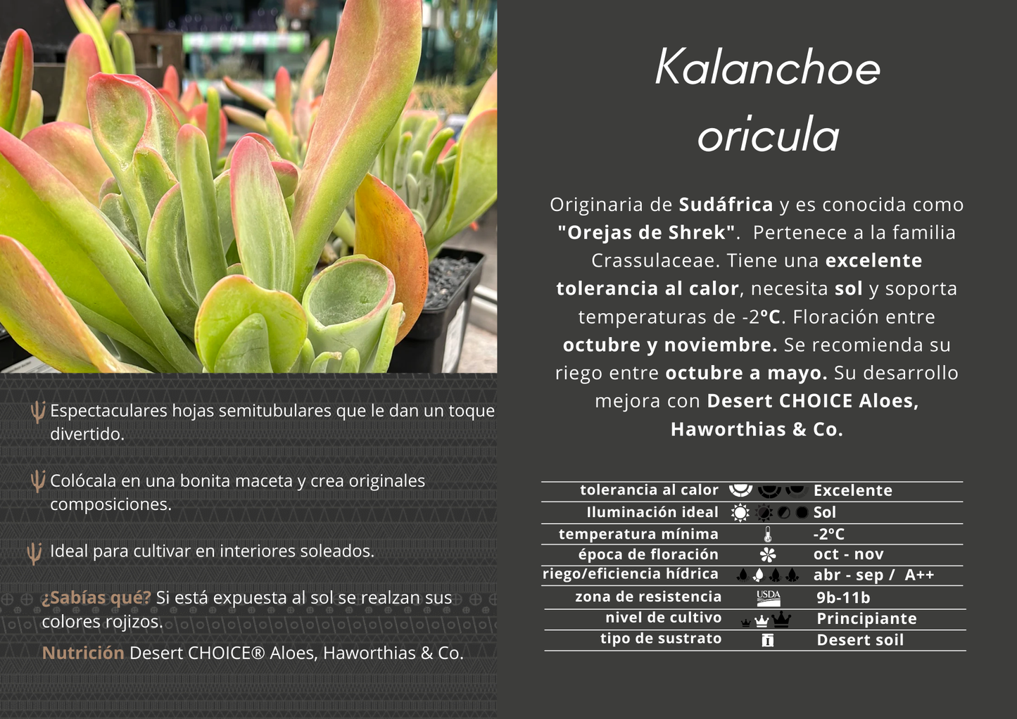 Kalanchoe oricula