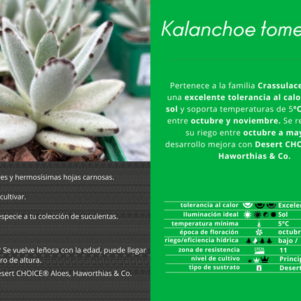 Kalanchoe tomentosa
