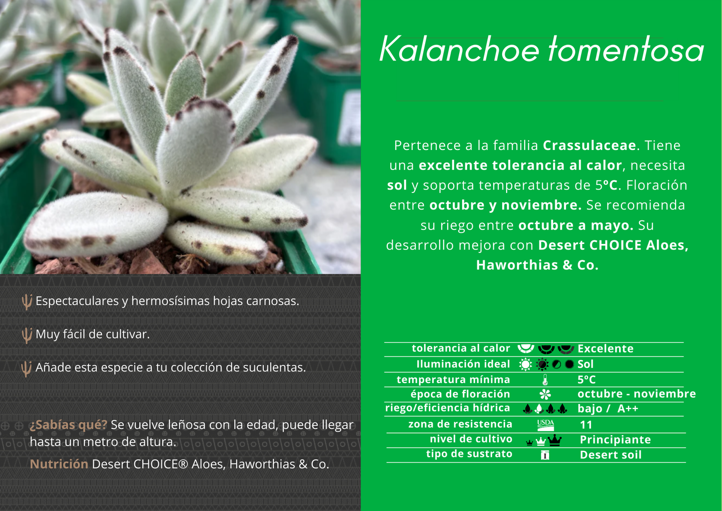 Kalanchoe tomentosa