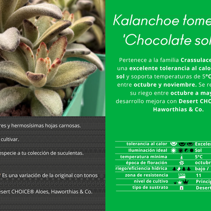 Kalanchoe tomentosa 'Chocolate soldier'