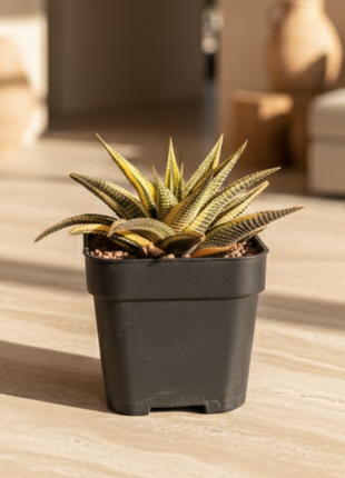 Haworthiopsis limifolia f. variegated