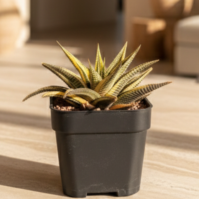 Haworthiopsis limifolia f. variegada