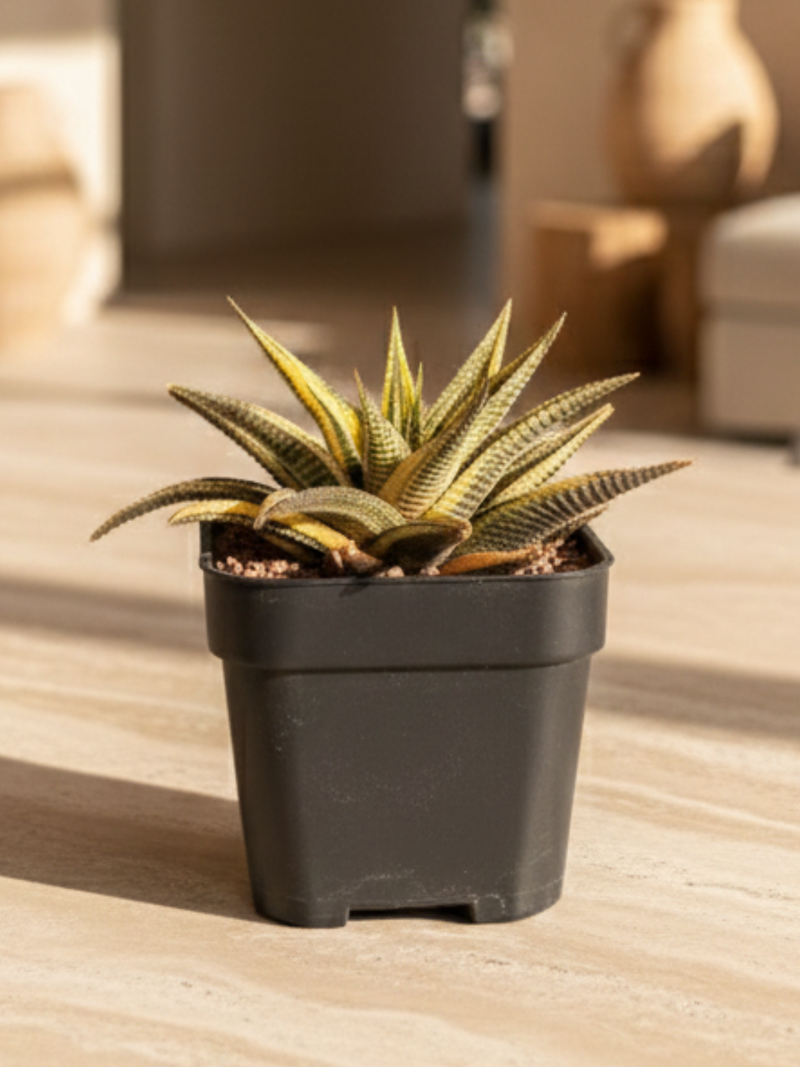 Haworthiopsis limifolia f. variegada