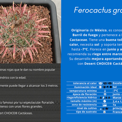 Ferocactus gracilis subs. coloratus