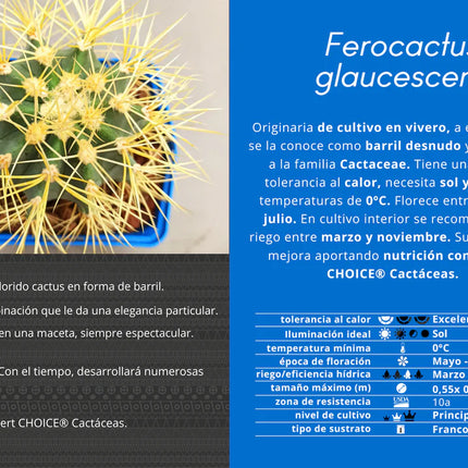 Ferocactus glaucescens