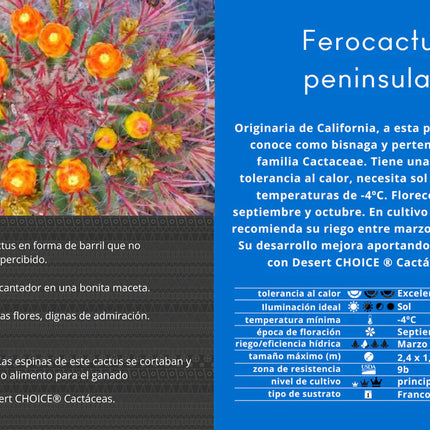 Ferocactus-Halbinseln