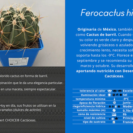 Ferocactus histrix