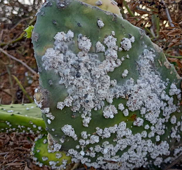 Banner image for: <h2>¿Quieres saber <em><strong>que le pasa a tu planta?</strong></em></h2>