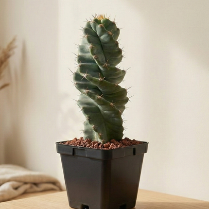 Cereus forbesii ‘Spiralis’