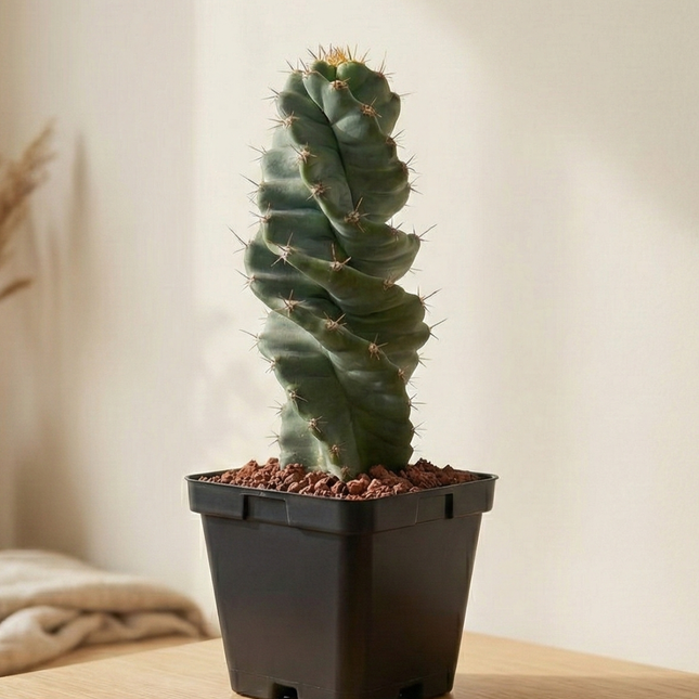 Cereus forbesii ‘Spiralis’