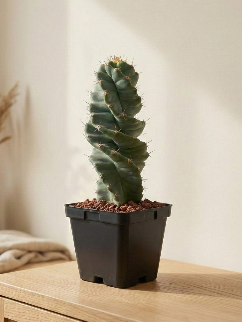 Cereus forbesii ‘Spiralis’