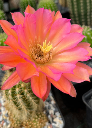 Trichocereus híbrido