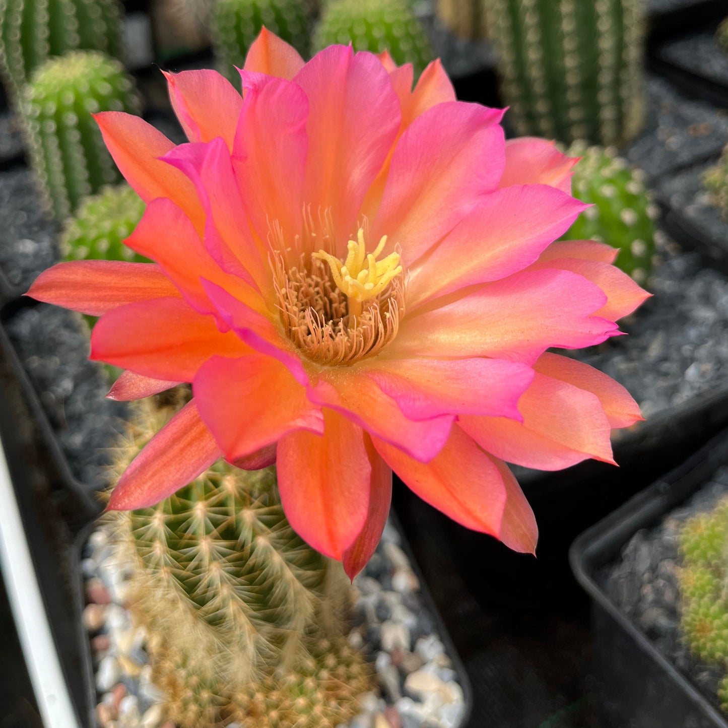 Trichocereus híbrido