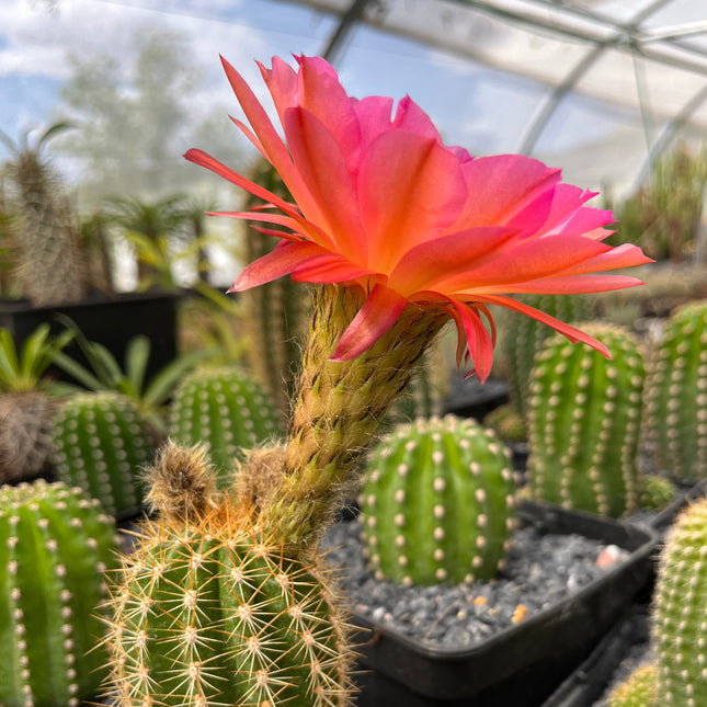 Trichocereus híbrido