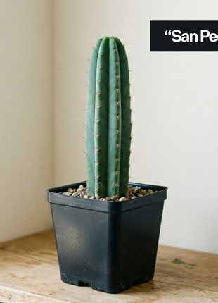 Cactus ‘Nadir’