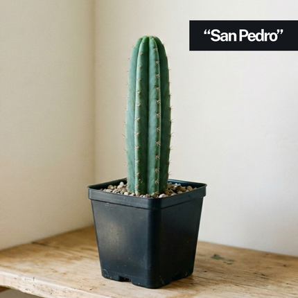 Cactus ‘Nadir’