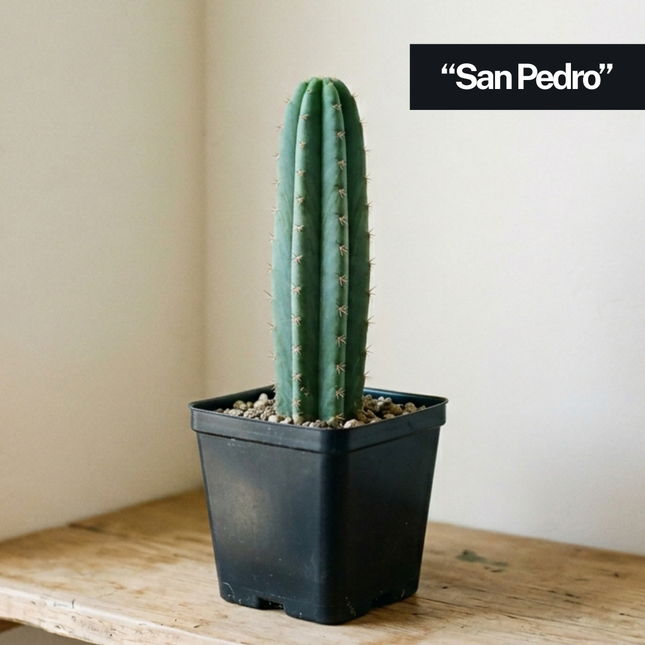 Cactus 'Nadir'