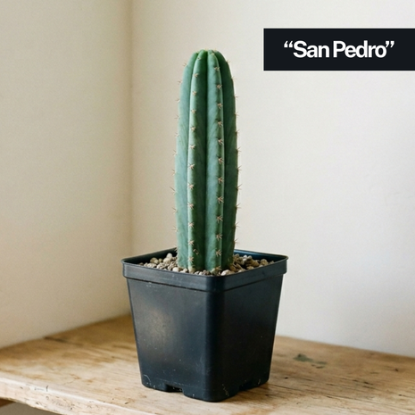 Cactus ‘Nadir’