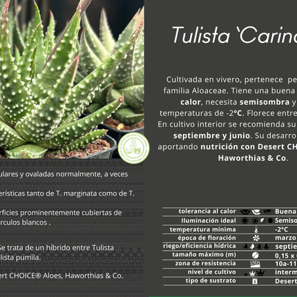 Tulista 'Carinata' (T. marginata x T. pumila)